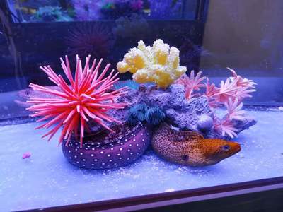 海洋生物鱼缸展海洋生物展出租海洋生物展租赁海洋动物出租水母展览