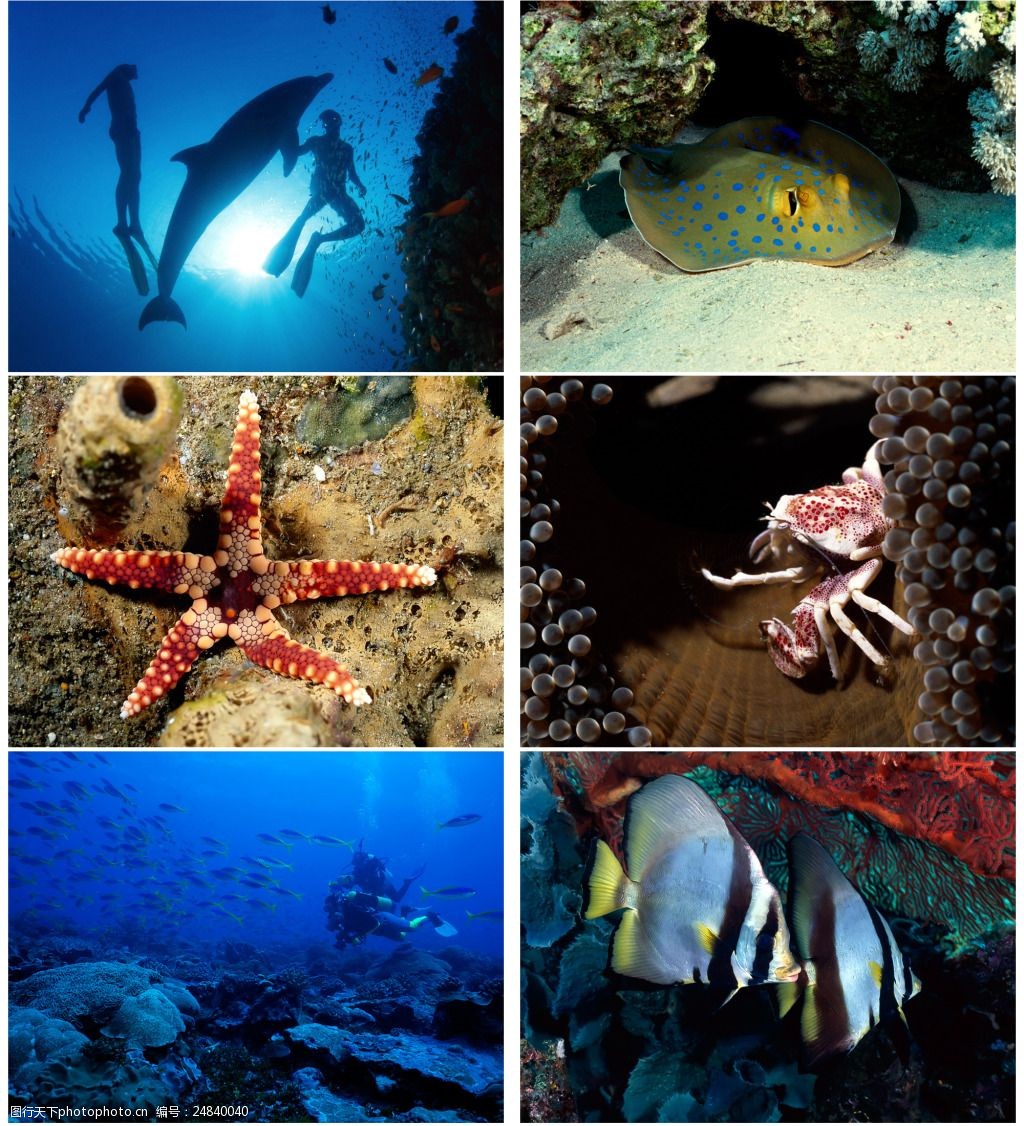 海洋里的生物