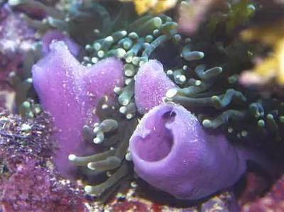 【科普】海洋生物种类丰富,它们还是天然药物的重要来源