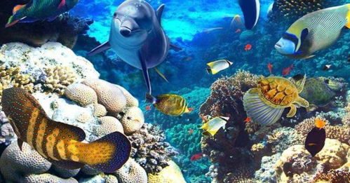 海洋生物