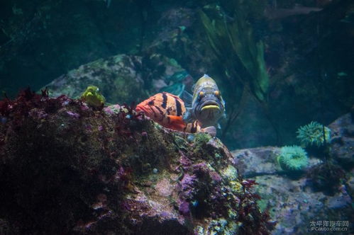 海洋生物分享