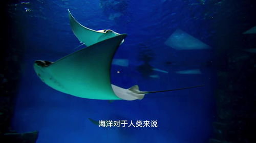 海洋生物大百科,震惊 原来海底生物有这么多