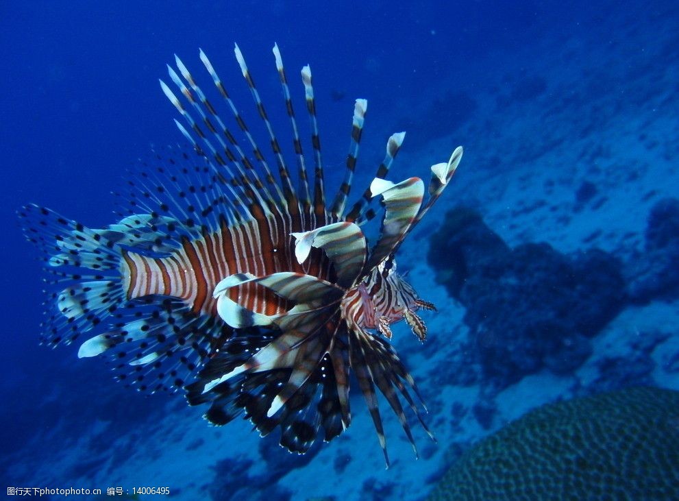 海底生物图片