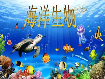 海洋生物PPT1