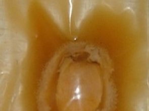 图 威海世纪海洋生物食品 威海世纪海洋生物食品加盟招商 上海食品加盟