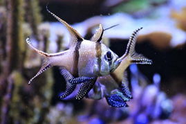 大开眼界 盘点如梦如幻的神秘海洋生物