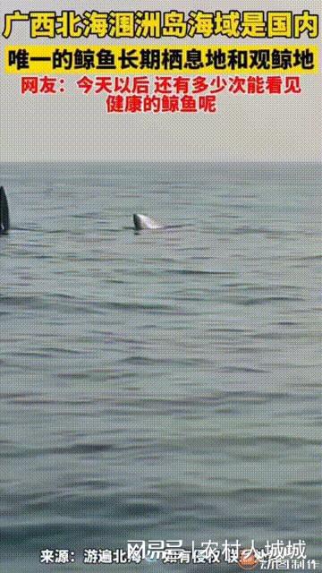 中国超市抢盐场面太火爆,排核污后海洋生物发生异常 岛国 灭绝 海鲜 海产品 网易订阅