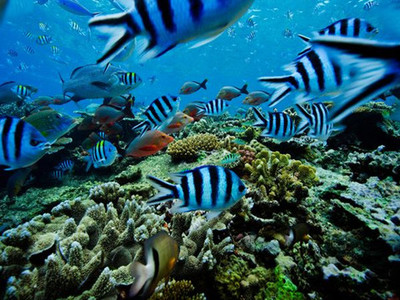 全球海洋变暖空前加剧 海洋生物面临困境
