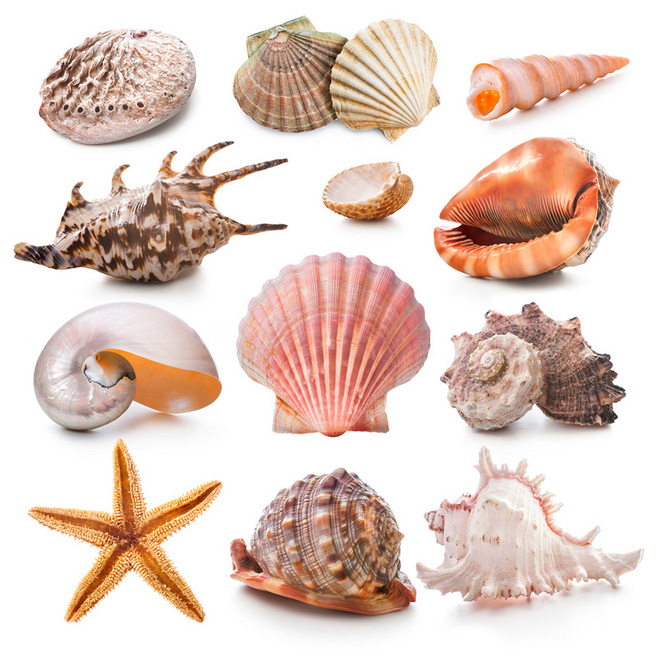 12种海洋贝类高清图片素材,素材格式:JPEG,素材关键词:海洋生物,动物图片