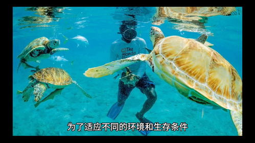 海洋生物的冷知识