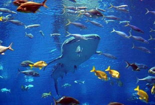 世界上最大的水族馆 像是另一个星球的入口