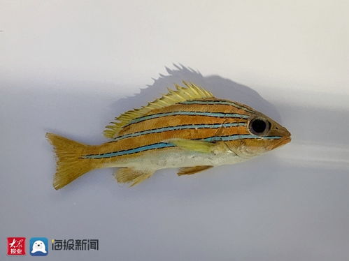 海洋科普 你不知道的海洋生物 四带笛鲷