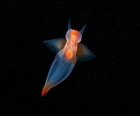 让人美哭的海洋生物摄影
