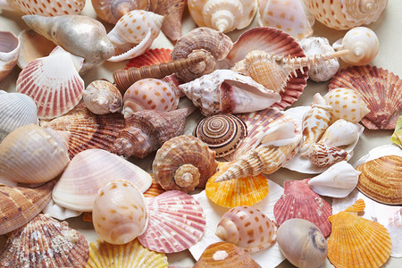 扇贝海洋生物