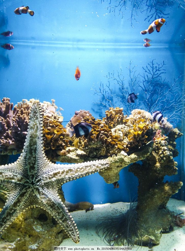 海洋生物图片