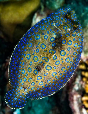【海洋生物】生活在大海中色彩缤纷的鱼类