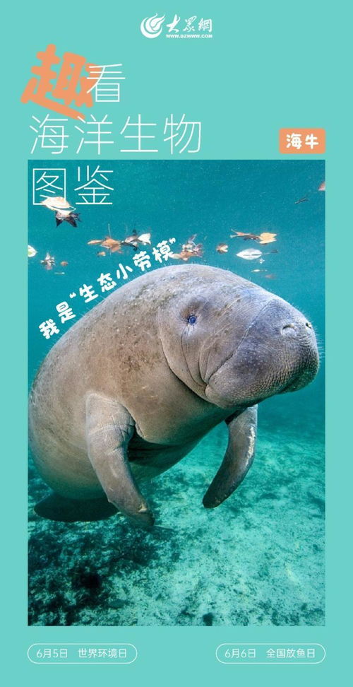 趣看海洋生物 这些 海底精灵 你认识几个