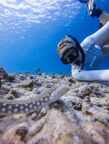 美国潜水员巧用自拍杆与海底生物合影 高清组图
