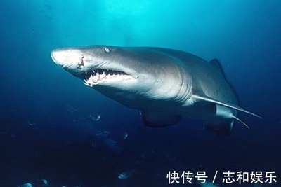地球十大危险海洋生物 箱形水母有致命毒液 蓝纹章鱼能杀人