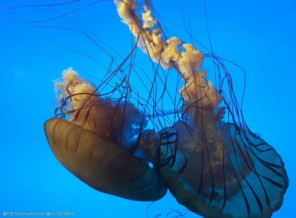 海底世界水母海洋生物