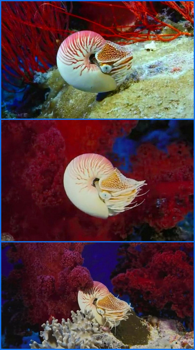 【海底世界】神奇的海洋生物(截图)