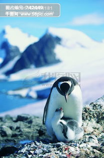 海洋生物