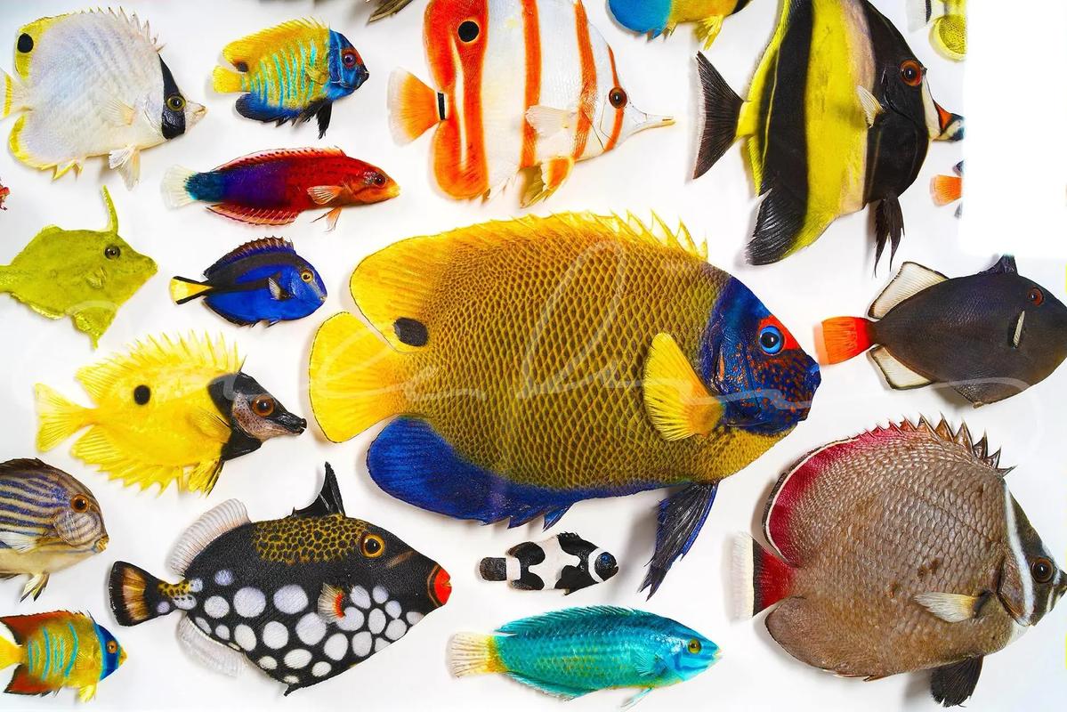 海洋生物
