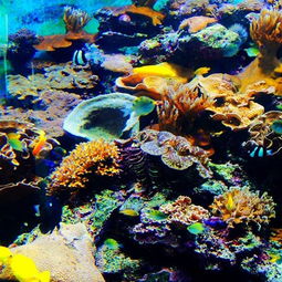 2019台湾海洋生物博物馆门票,垦丁台湾海洋生物博物馆游玩攻略,台湾海洋生物博物馆游览攻略路线 地址 门票价格