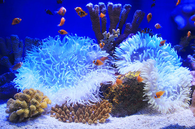 海洋生物