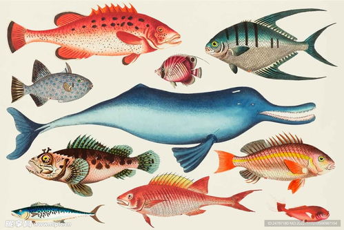 海洋生物合集设计图 海洋生物