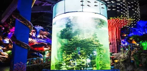 128起 福州永泰欧乐堡超大型海洋世界1日游 三大剧场,近距离感受人与海洋生物 极地动物和谐共存的美妙体验
