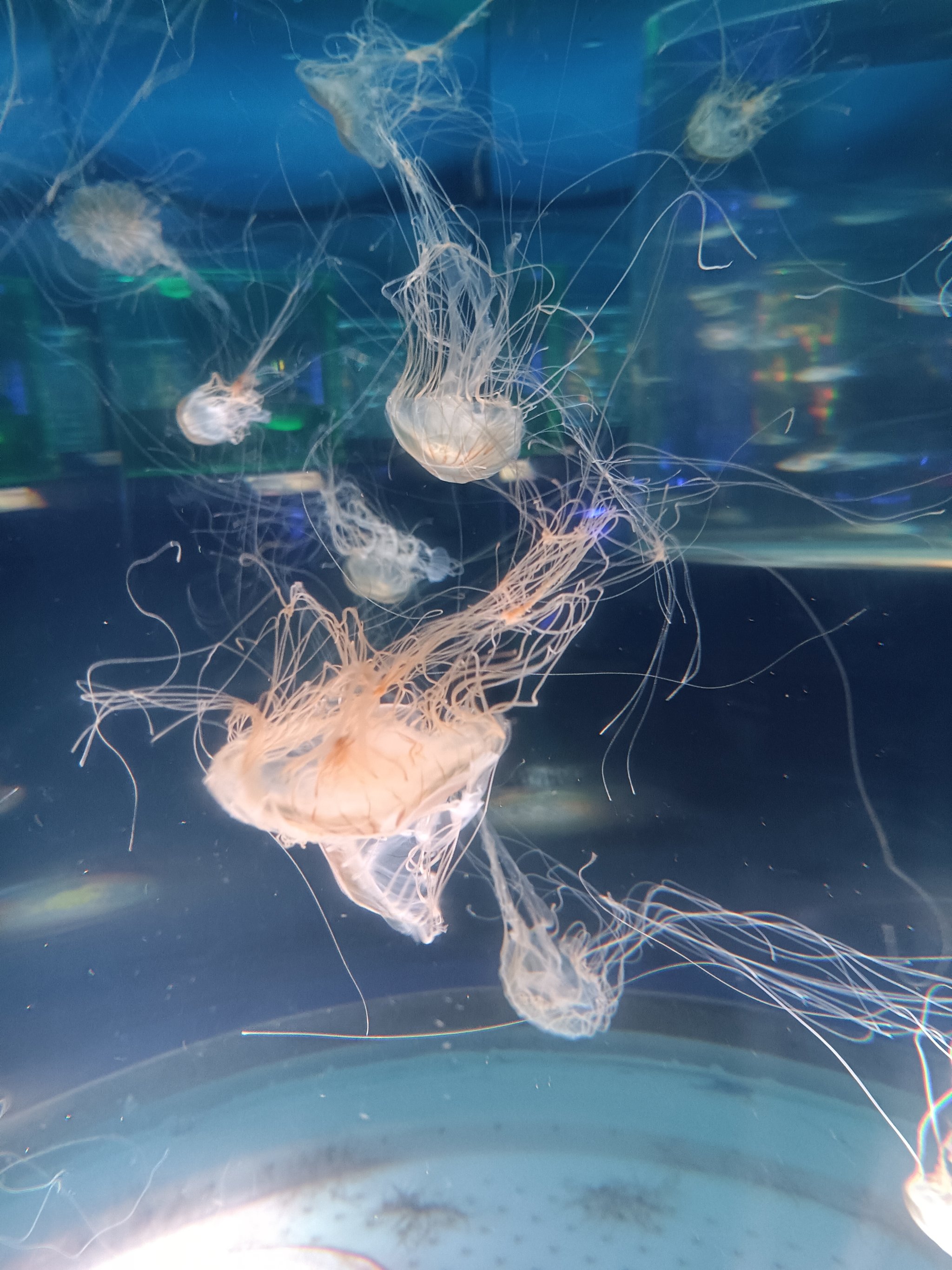 海洋生物