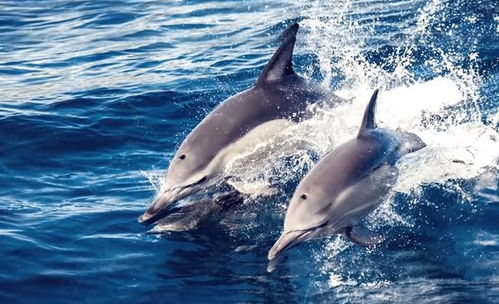 海洋生物几乎没有好好睡过觉为什么会活这么久