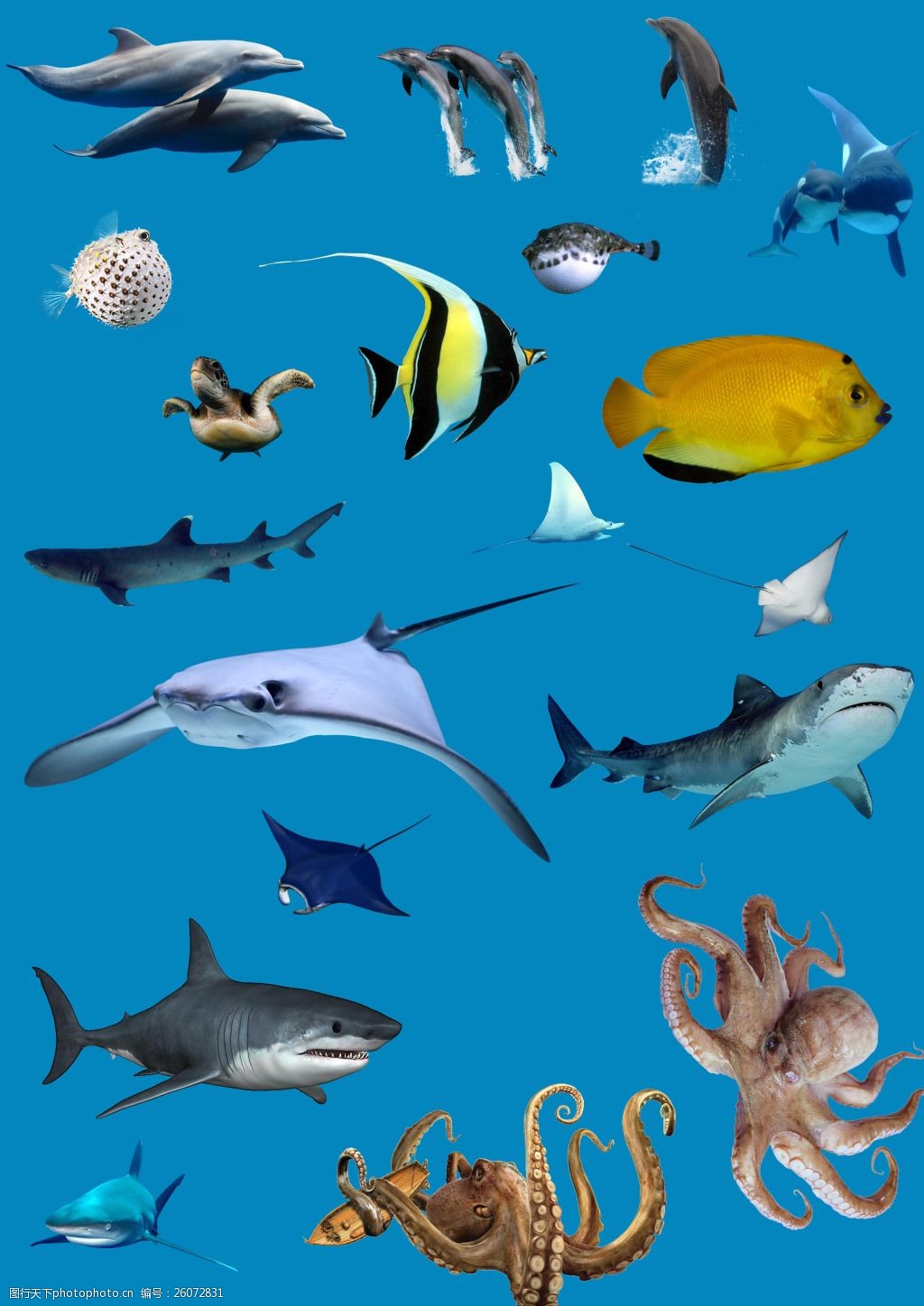 海洋生物素材集合