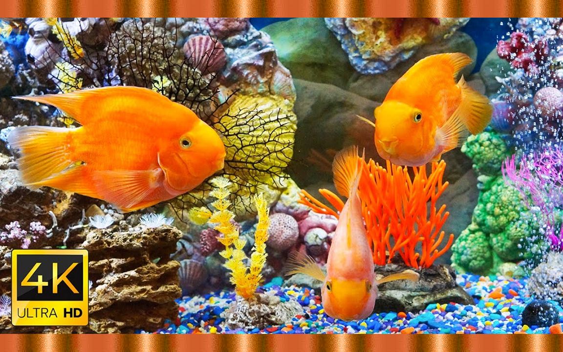4K超清 水下奇观 ? 轻松的音乐〃超高清的珊瑚礁和多彩的海洋生物