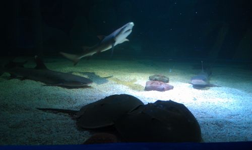 在海洋展 看到这个海洋生物 最下面的 不知道叫啥 请教一下大家知道是什么生物么