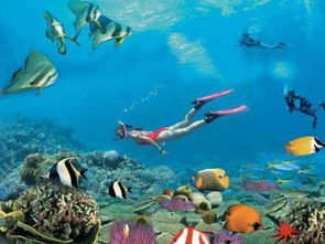 海南岛的有哪些海洋生物