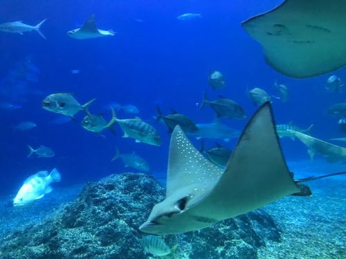 国立海洋生物博物馆,没想到在台湾 在垦丁,还可以这样玩