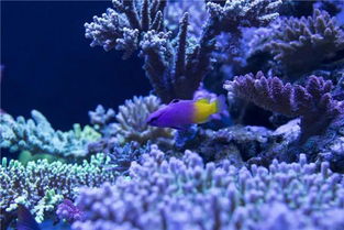 绚烂夺目烟花秀,赏鲁冰花海,遇见斑斓珊瑚海,拥抱萌宝考拉 澳洲