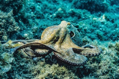 海底大章鱼