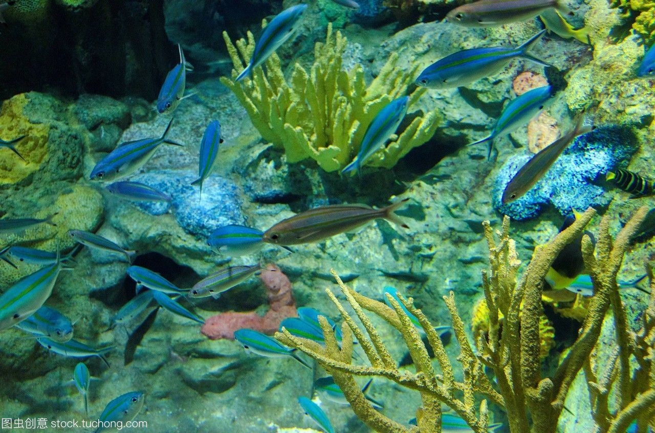 香港海洋公园大水族馆海洋生物