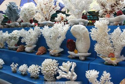 珊瑚 海洋生物图片