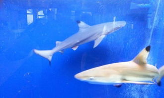 活动策划海洋生物展价格活体海洋展海狮表演节目出租