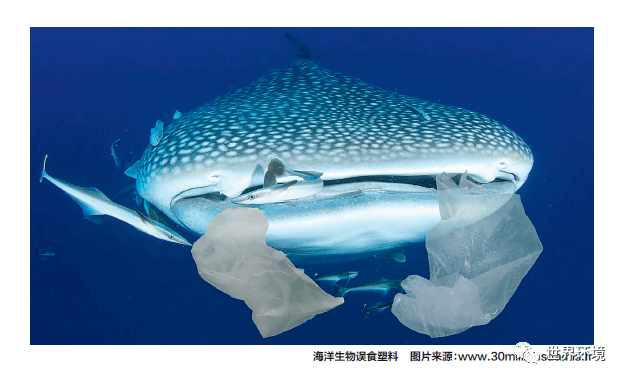 海洋微塑料无处不在