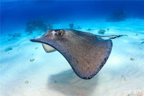 地球十大可怕海洋生物 每一种都能轻易夺走人的性命