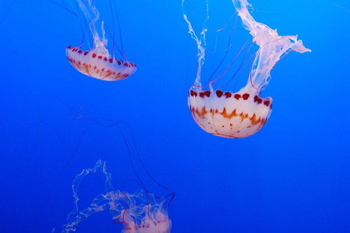 作文题 介绍一种海洋生物