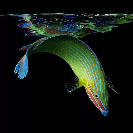 梦幻海洋生物